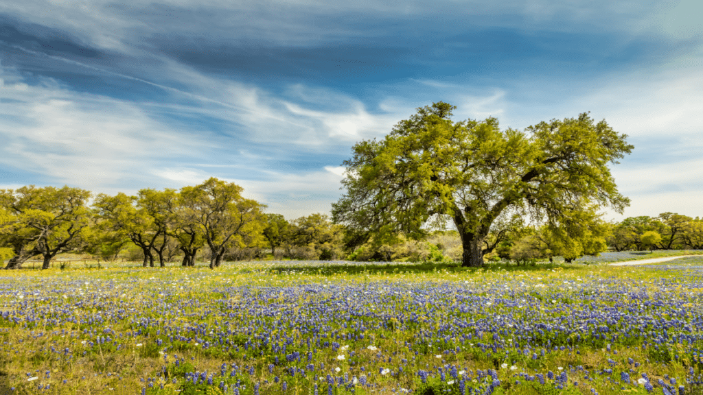 Willow city loop, Texan