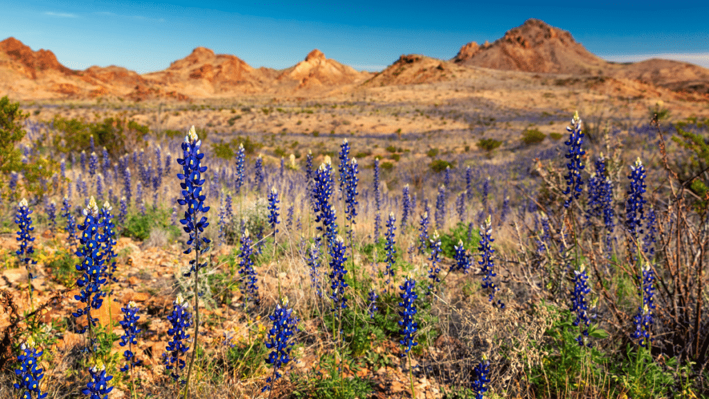 Big Bend National Park, Texas