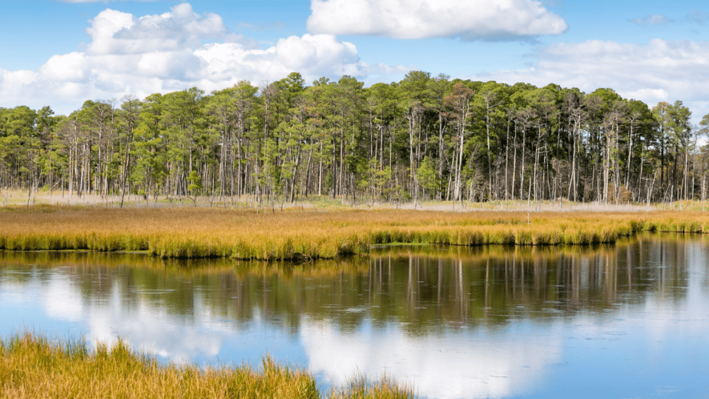 Blackwater National Wildlife Refuge, Maryland