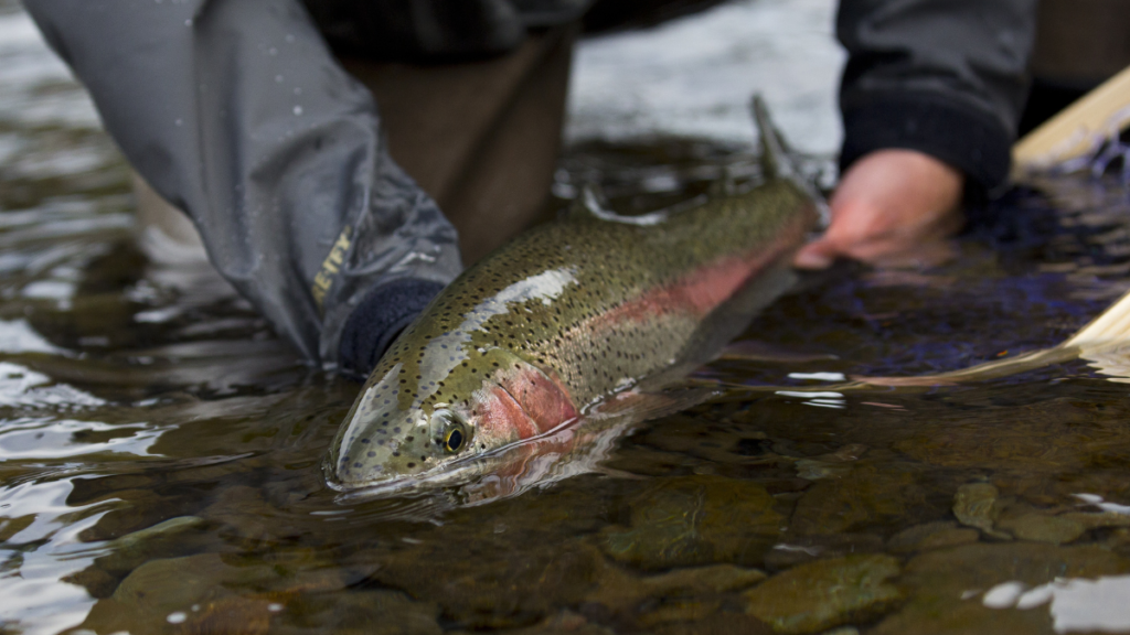Rainbow Trout being released