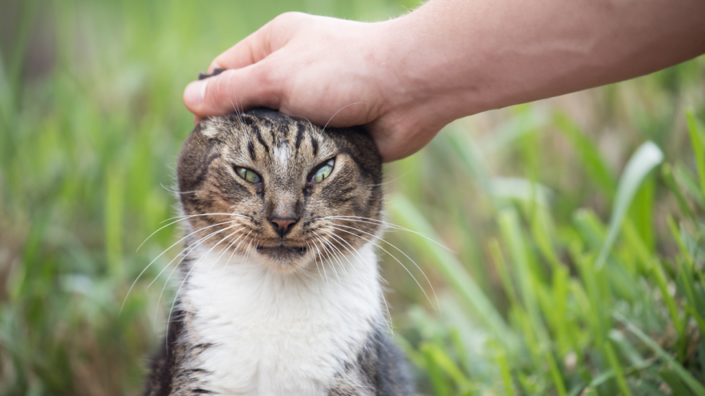 Cat sanctuary on Lanai, Hawaii