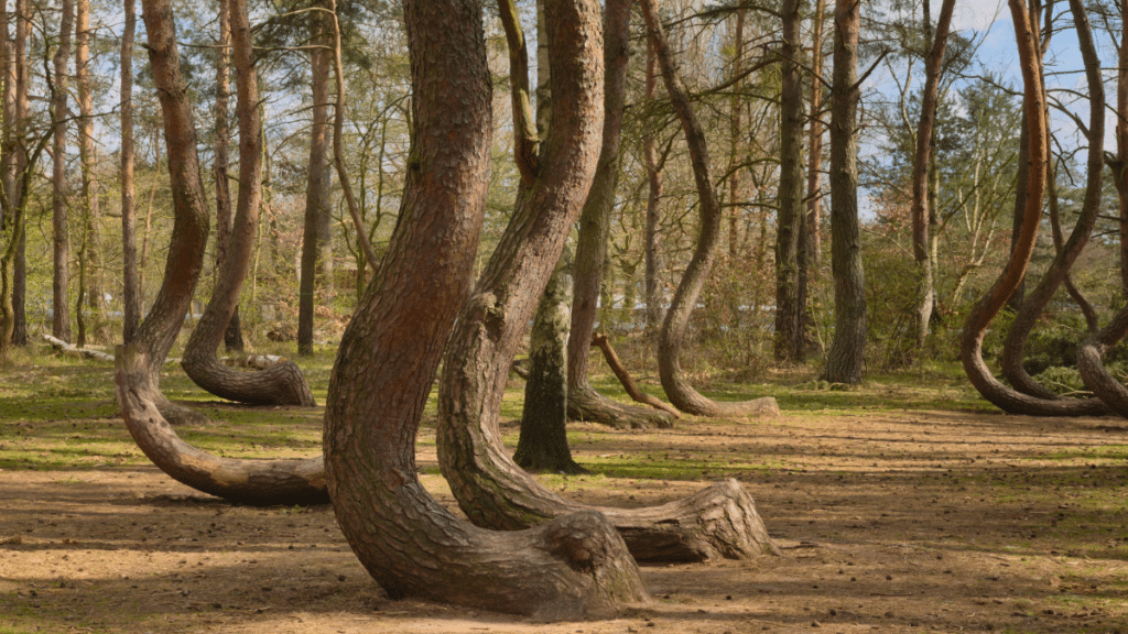 Crooked Forest– Poland