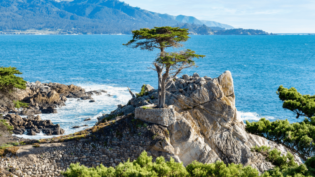 Lone Cypress Tree on 7 Mile Drive