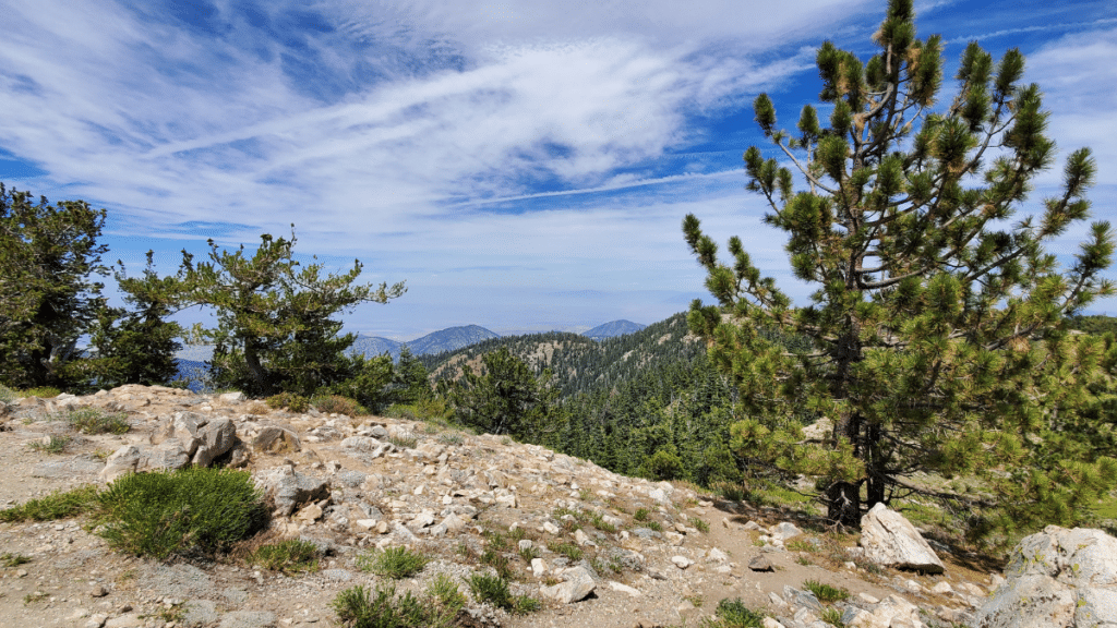 Los Padres National Forest