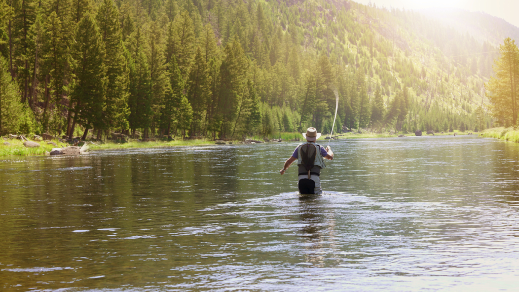 Madison River, Montana (Fly Fishing)