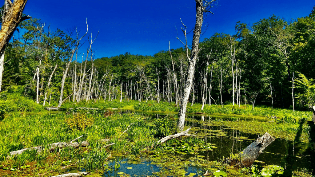 Mason Neck, Virginia