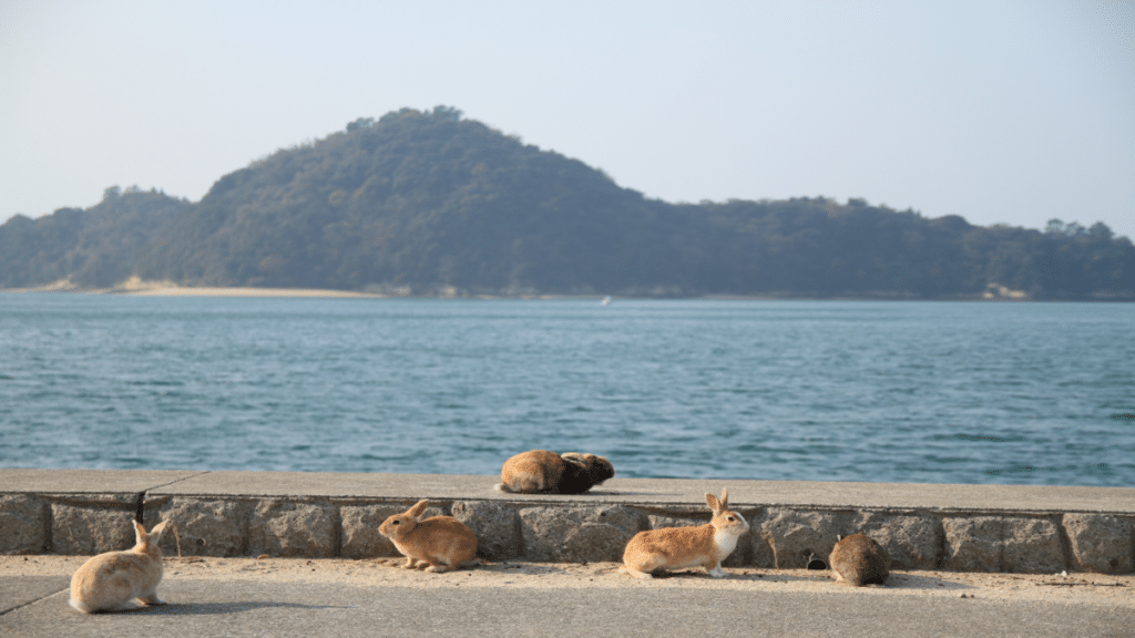 Okunoshima– Japan