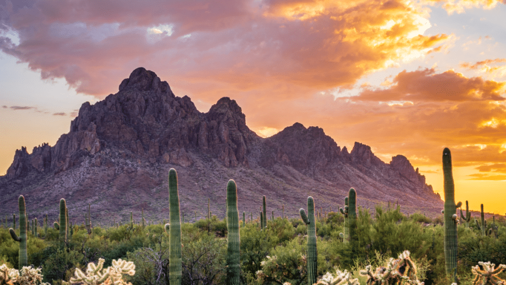 Saguaro, Arizona