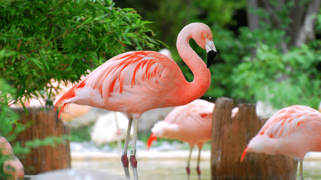 Seaworld in San Antonio