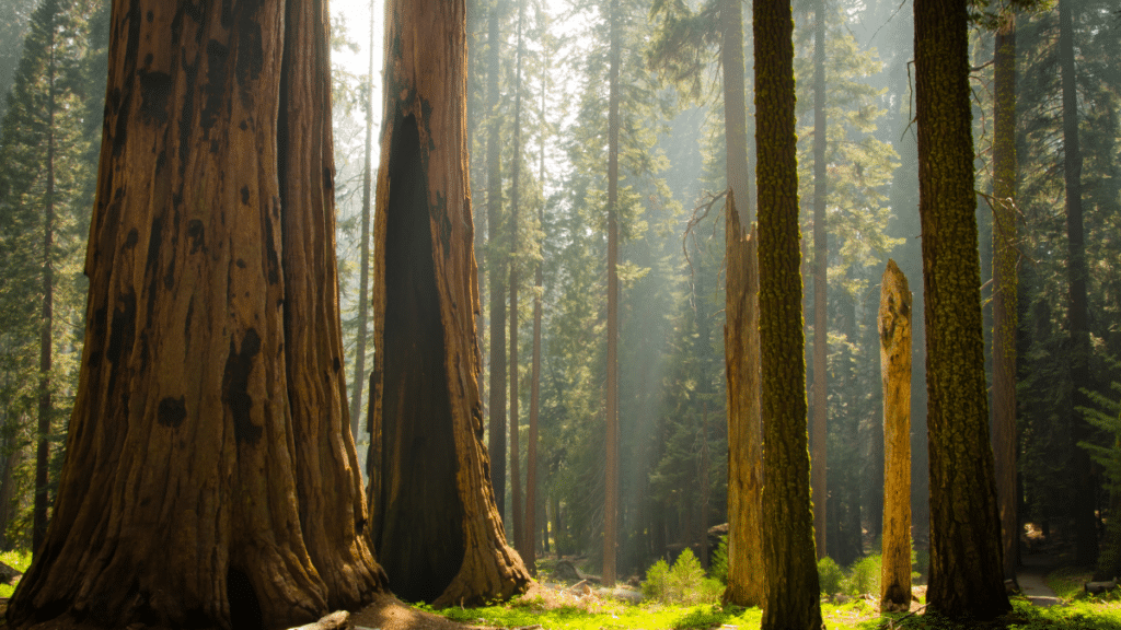 Sequoia and Kings Canyon National Parks