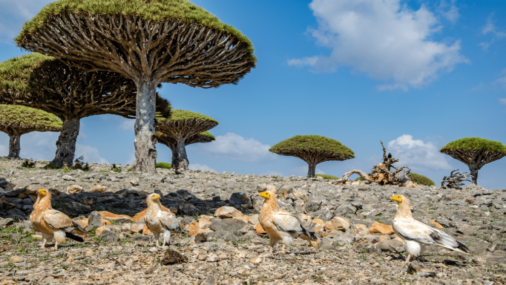 Socotra Island– Yemen