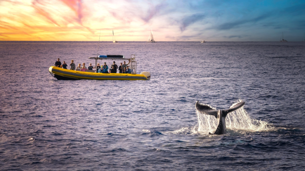 Whale watching in the hawaii islands