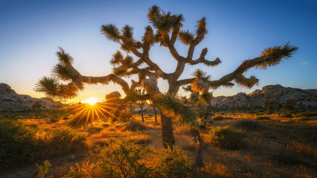 joshua tree national park, california