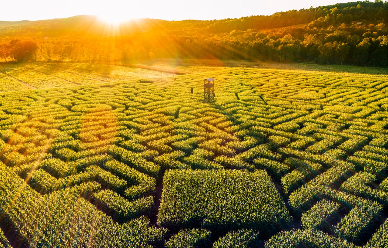 overhead image of corn maze with sun coming up over mountains